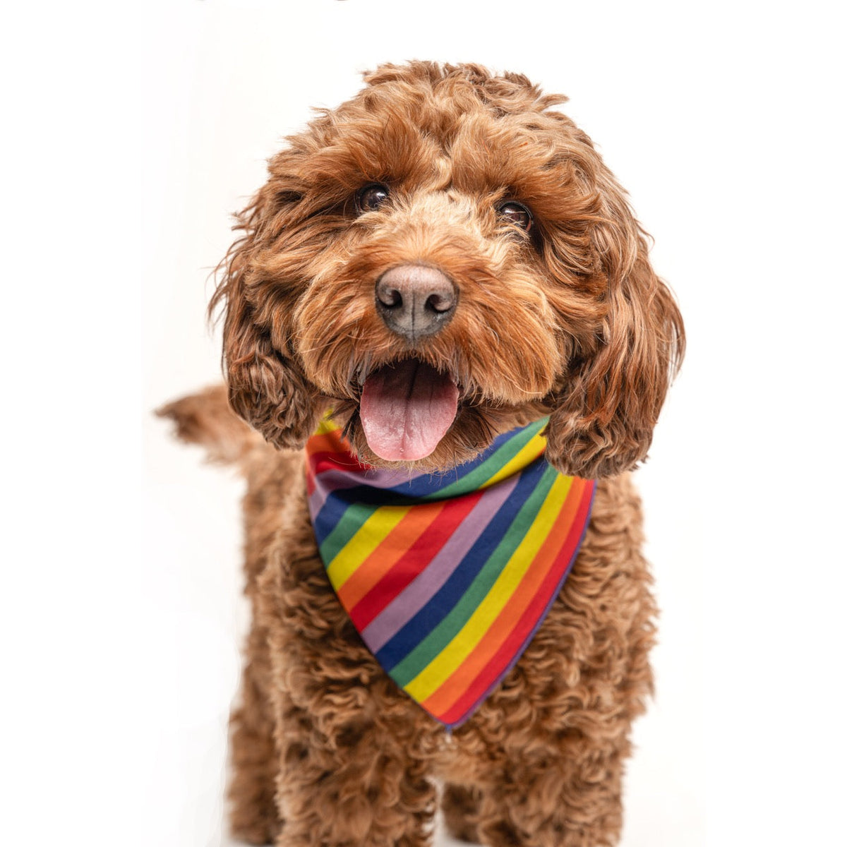 Dog Bandana