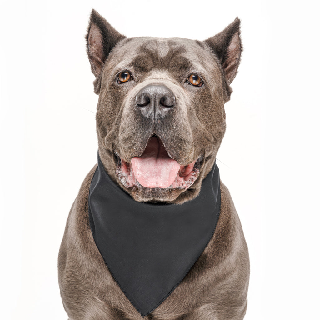 Black Dog Bandana | 100% Cotton Blank | XS & One Size