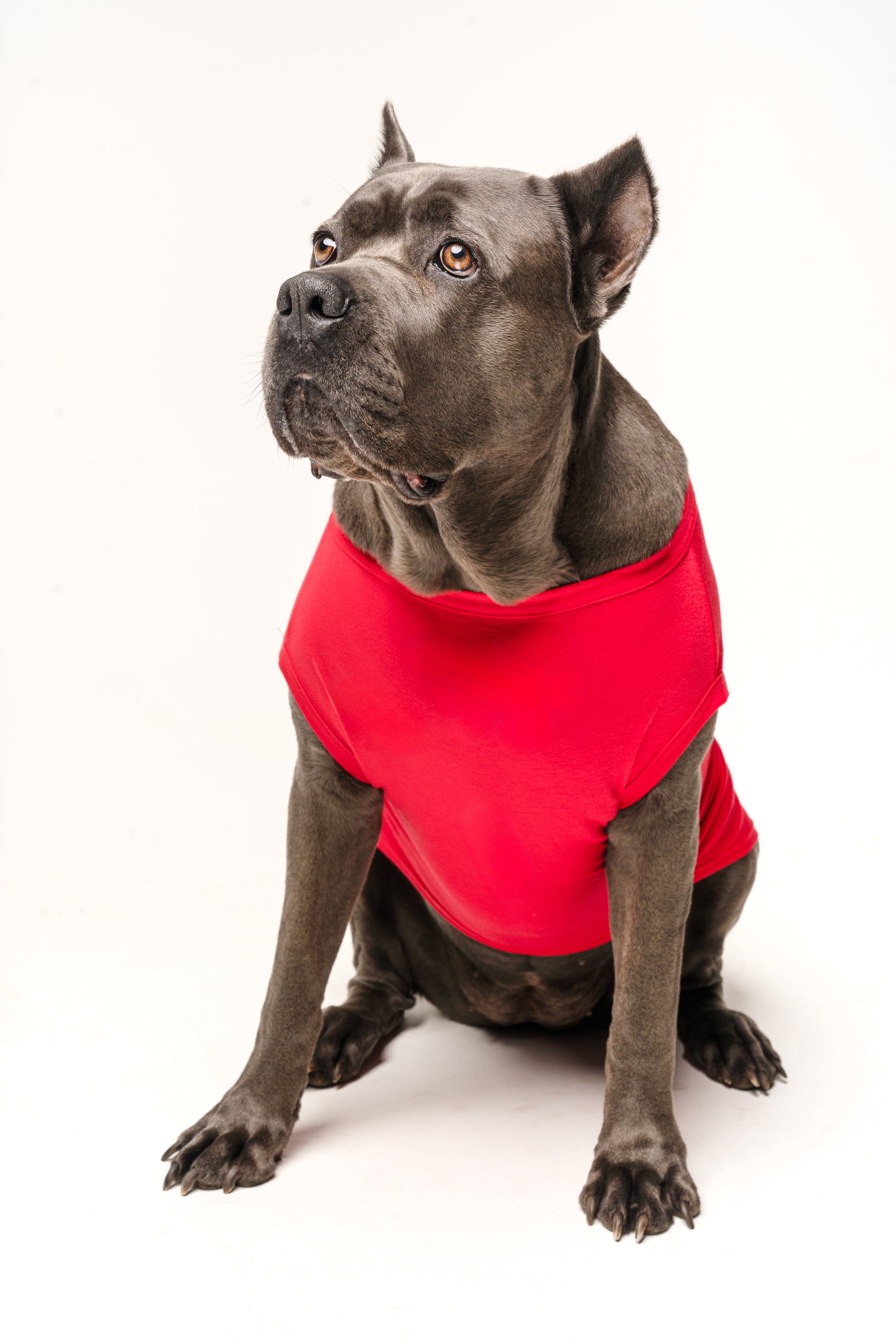 Red Dog Tee Shirt | 100% Cotton Blank | XS-6XL