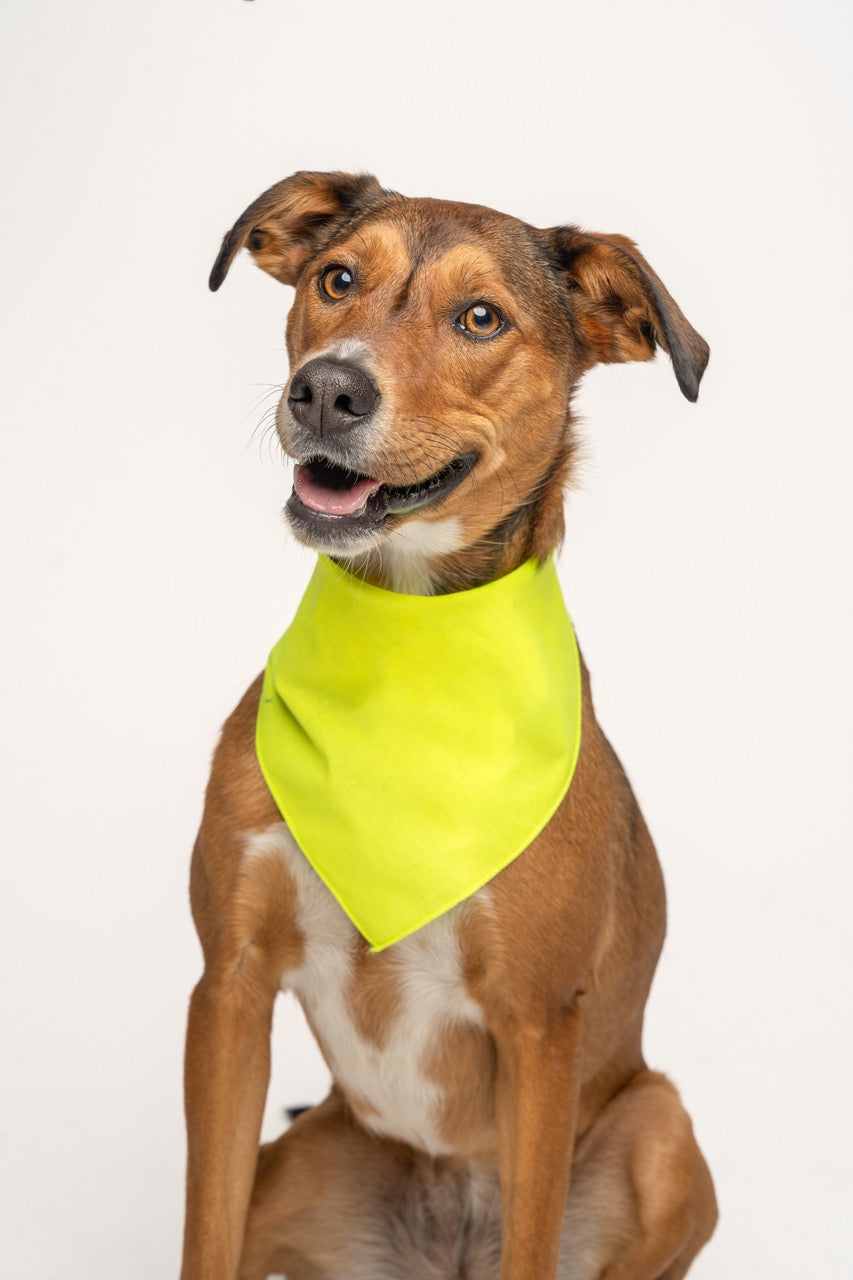 Neon Yellow Dog Bandana | 100% Cotton Blank | One Size