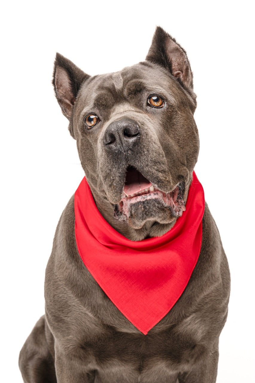 Red Dog Bandana | 100% Cotton Blank | XS & One Size