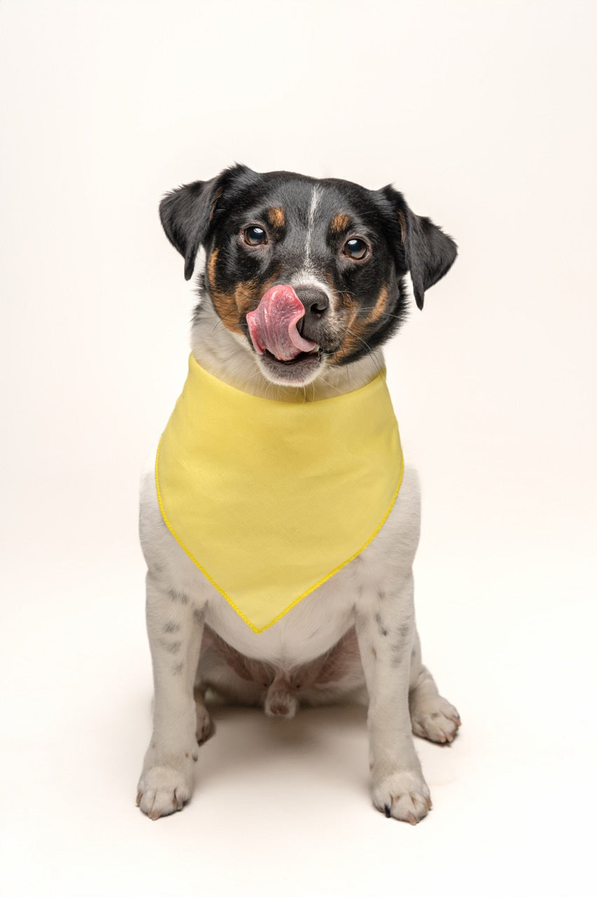 Yellow Dog Bandana | 100% Cotton Blank | XS & One Size