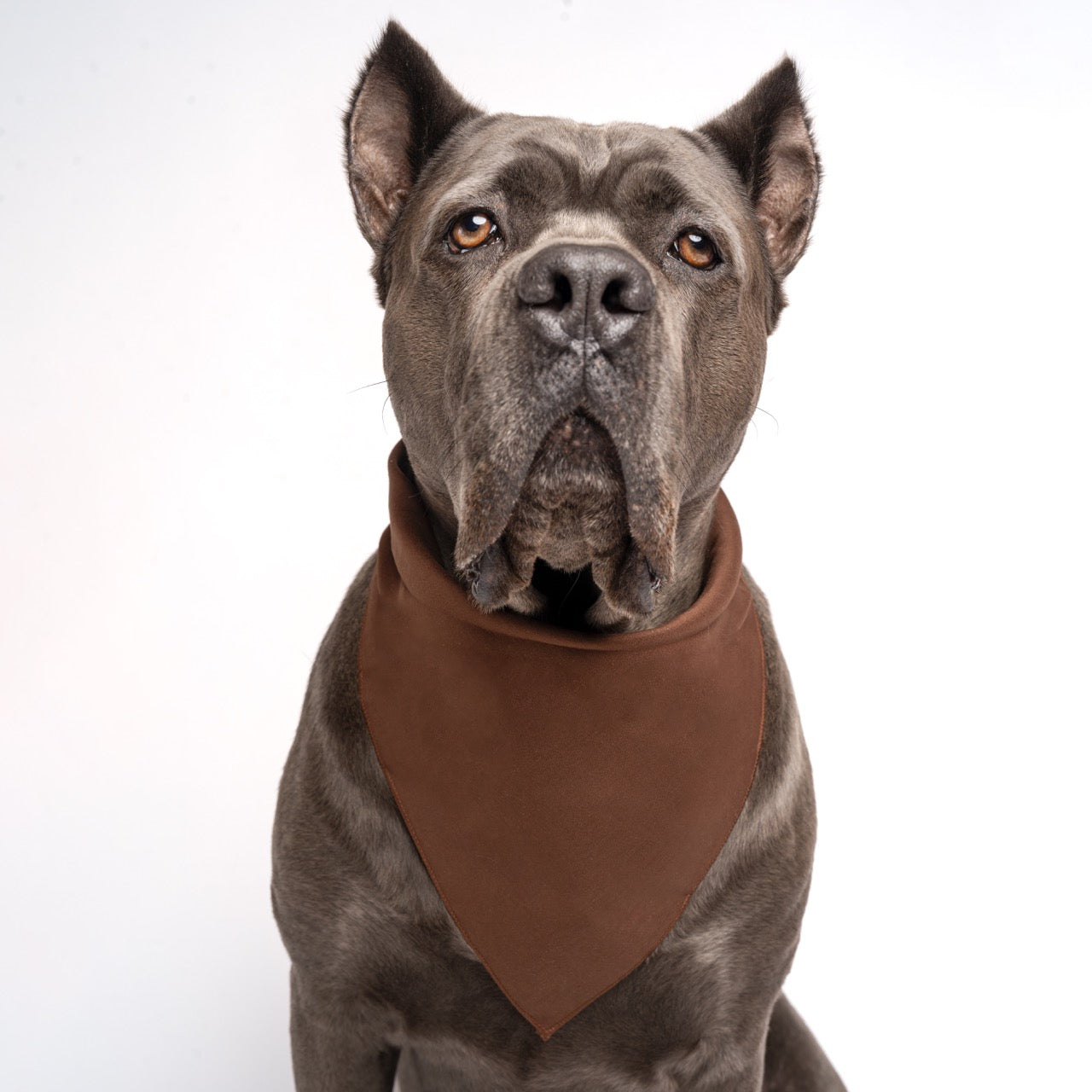 Brown Dog Bandana | 100% Cotton Blank | One Size