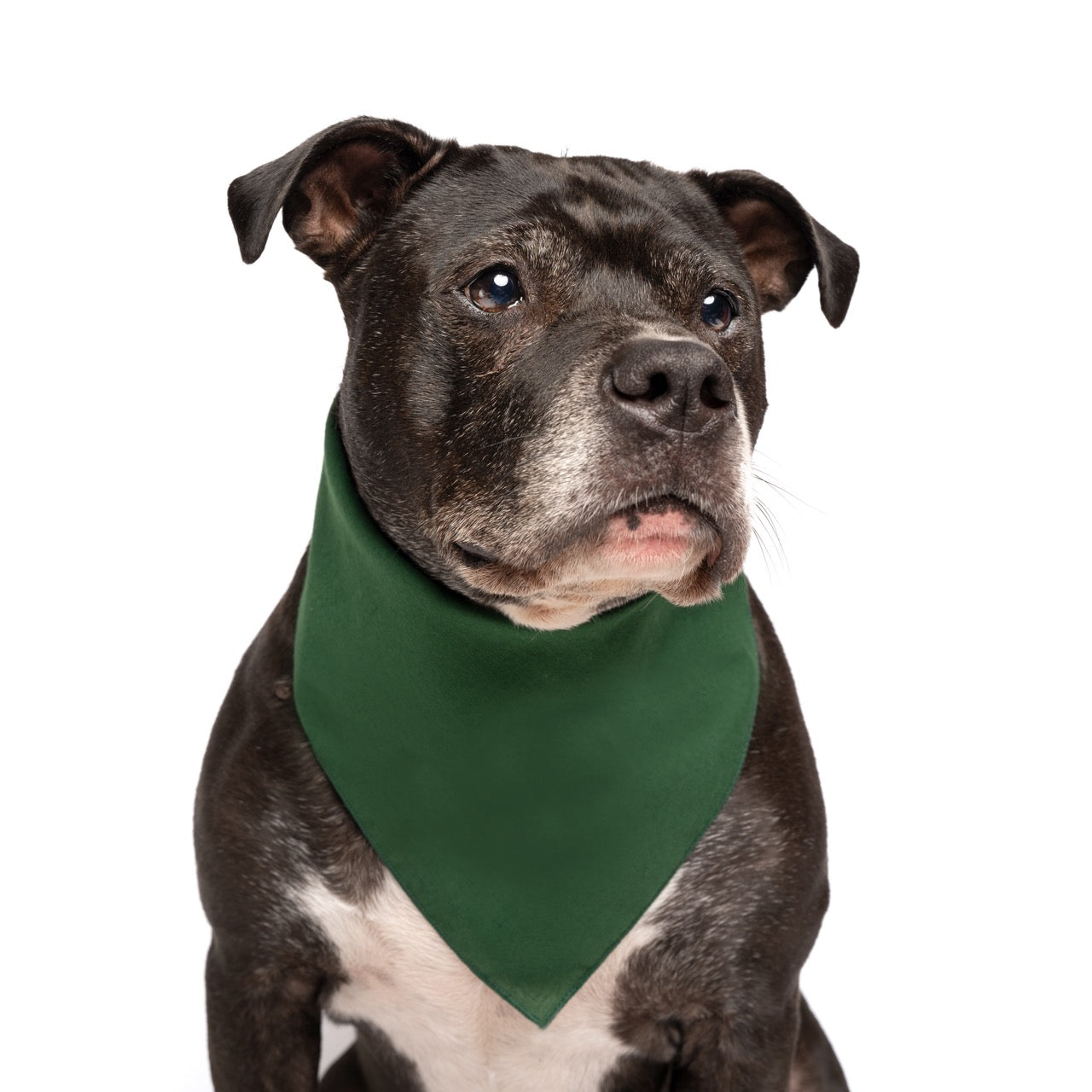 Dark Green Dog Bandana | 100% Cotton Blank | One Size