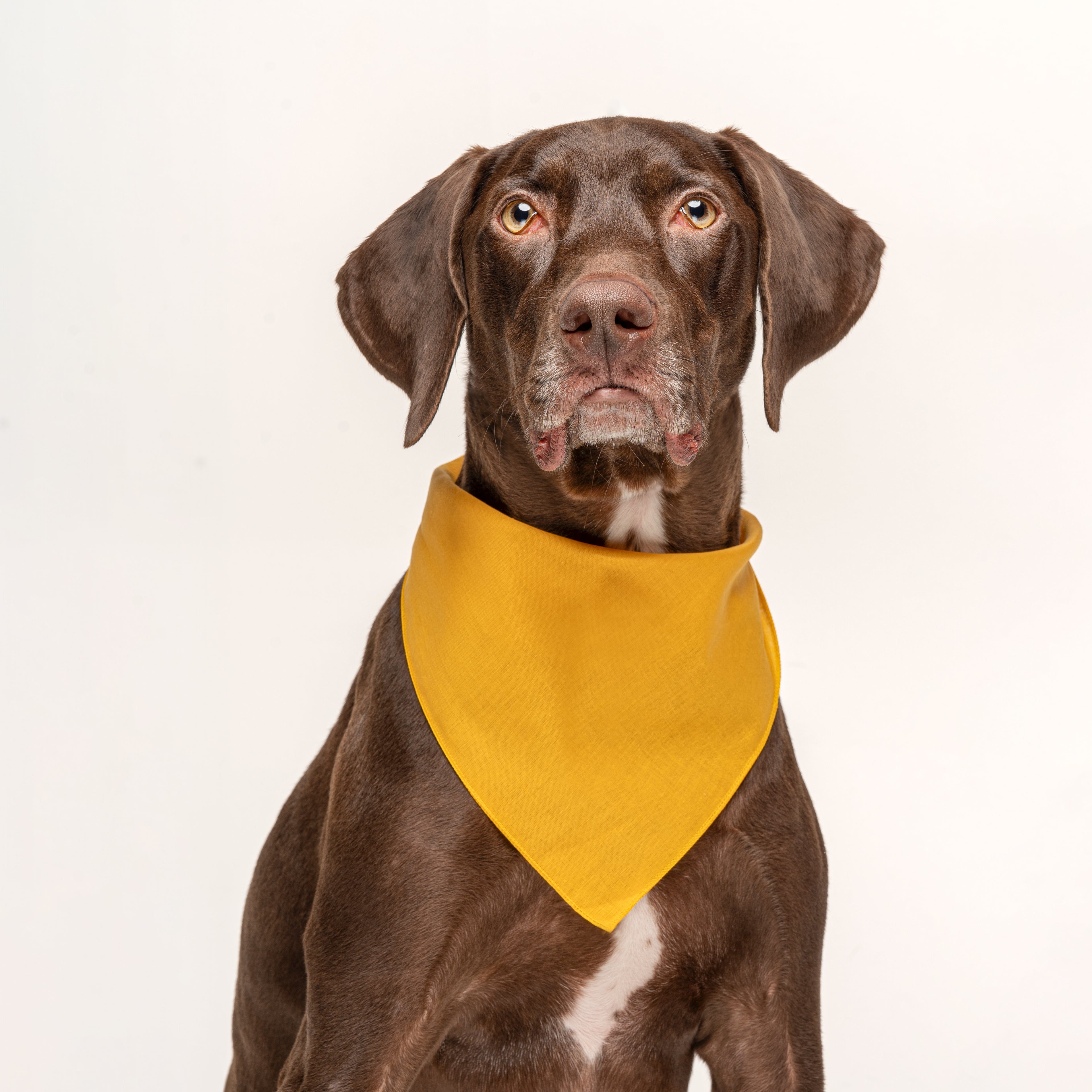 Gold Dog Bandana | 100% Cotton Blank | XS & One Size