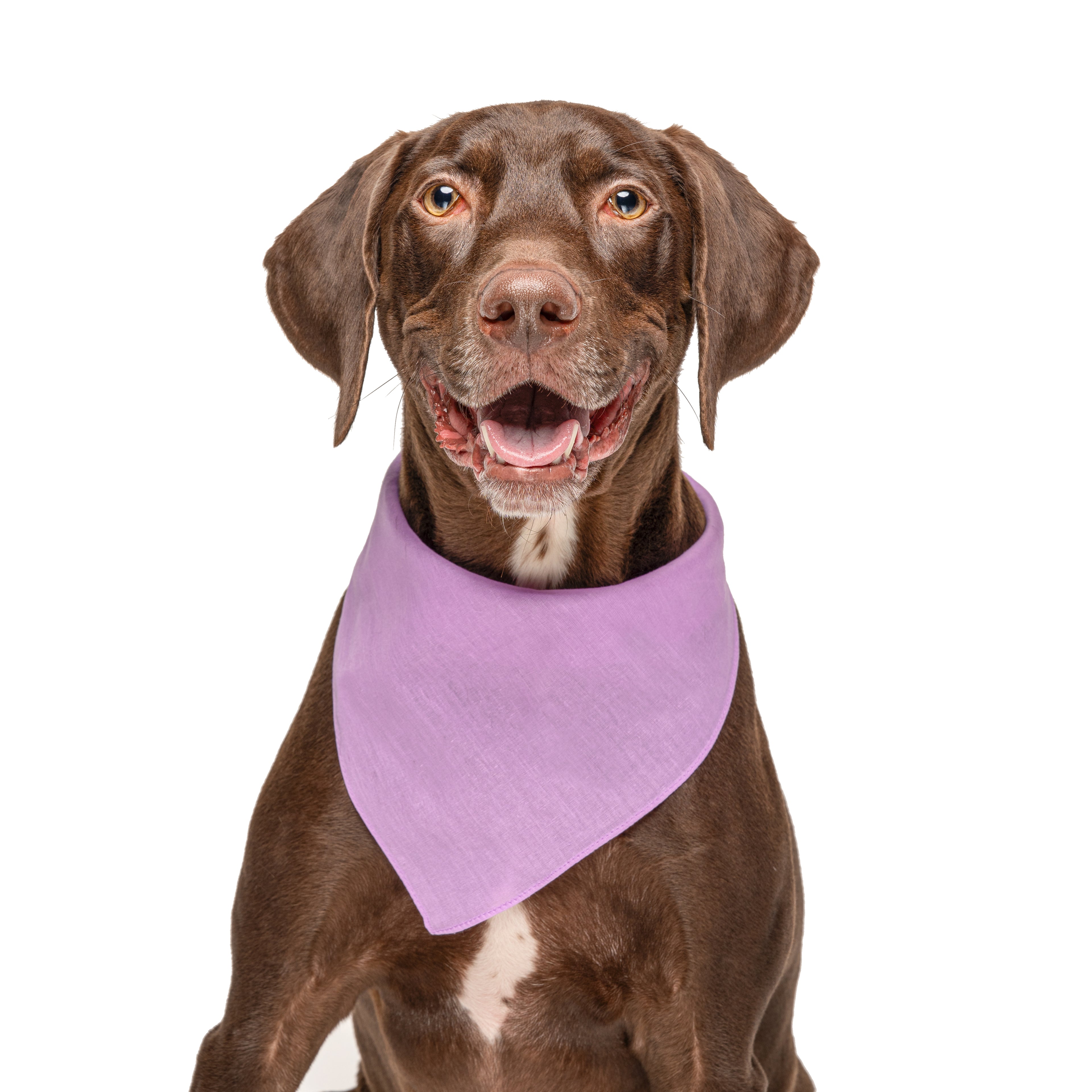 Lavender Dog Bandana | 100% Cotton Blank | One Size