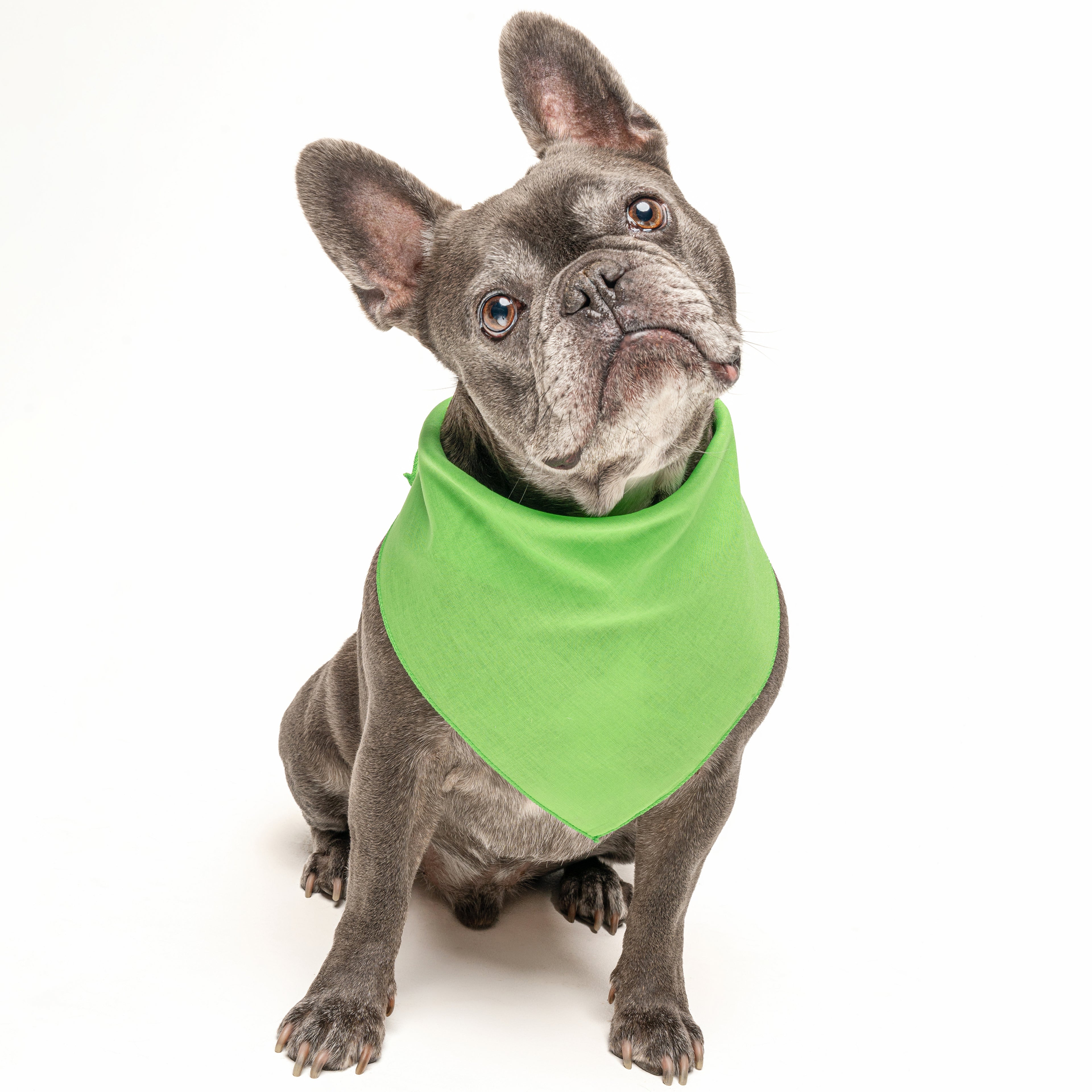 Lime Dog Bandana | 100% Cotton Blank | XS & One Size