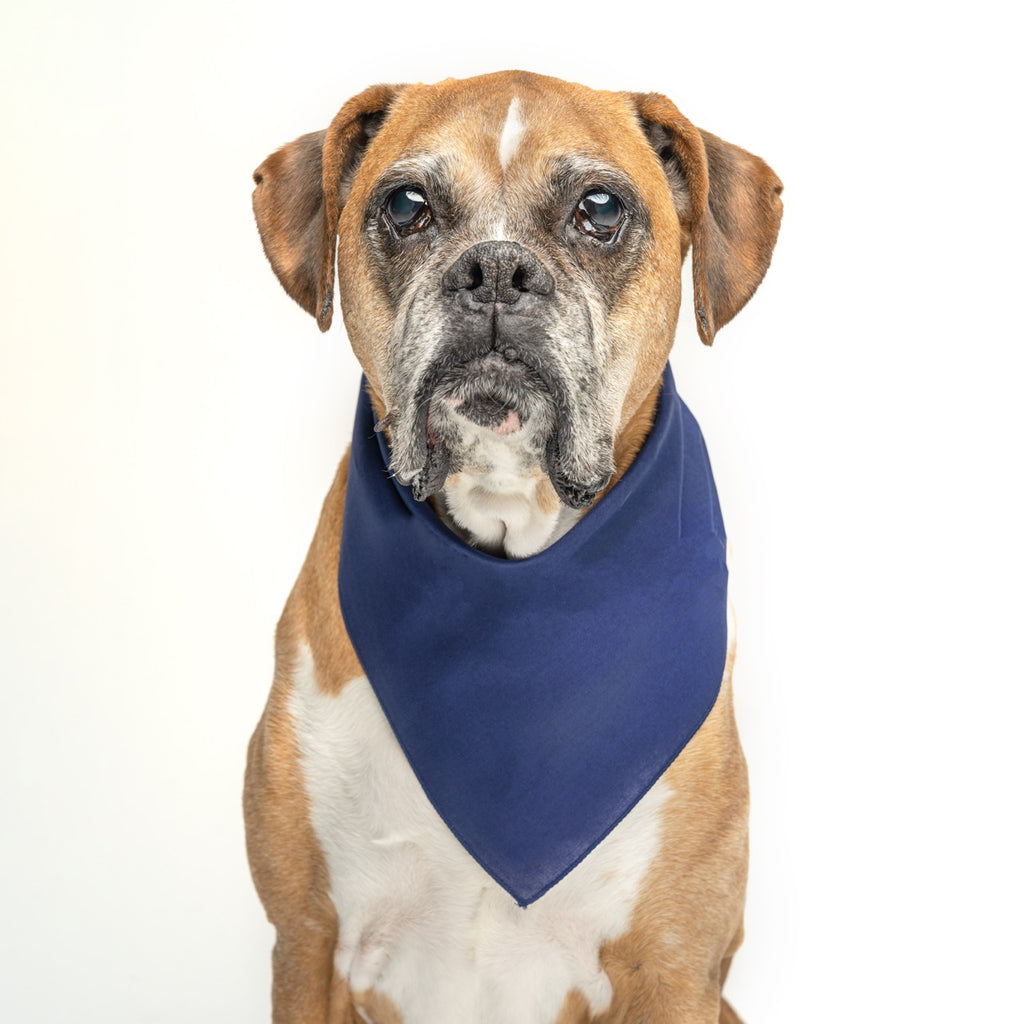 Navy Dog Bandana | 100% Cotton Blank | XS & One Size