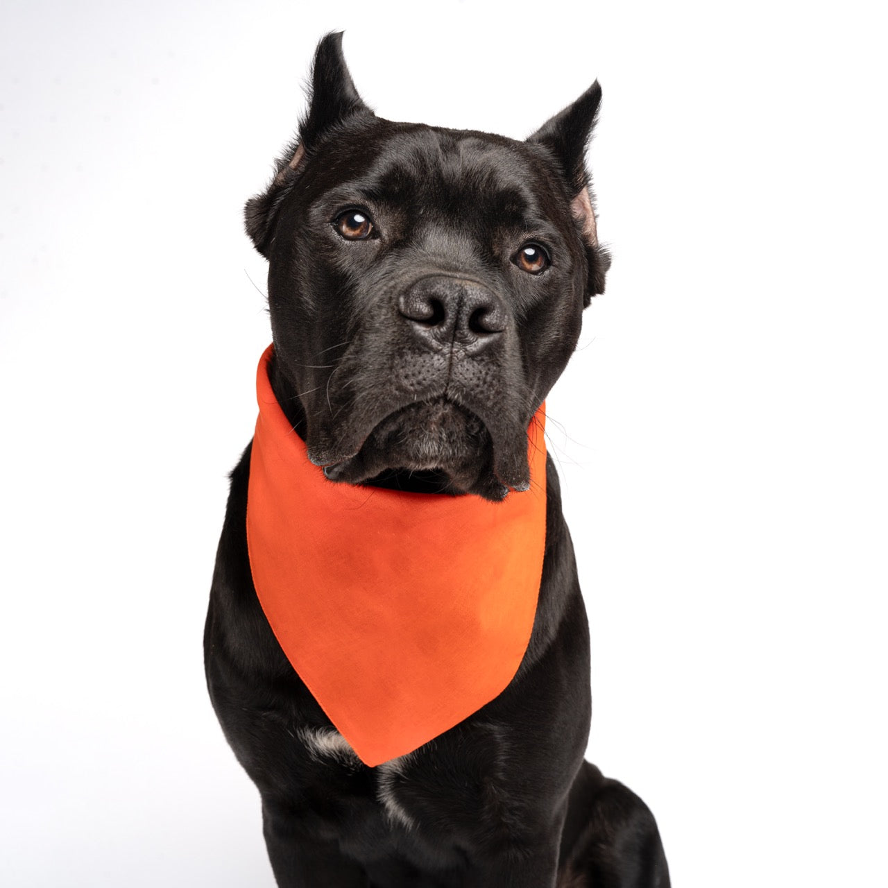 Orange Dog Bandana | 100% Cotton Blank | XS & One Size