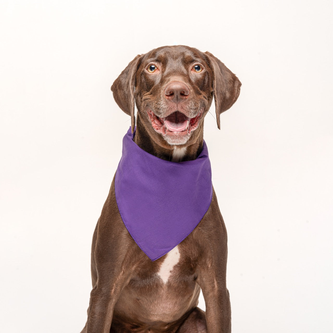 Purple Dog Bandana | 100% Cotton Blank | XS & One Size