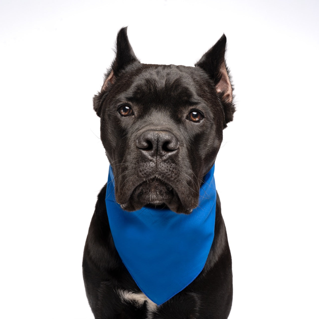 Royal Blue Dog Bandana | 100% Cotton Blank | XS & One Size
