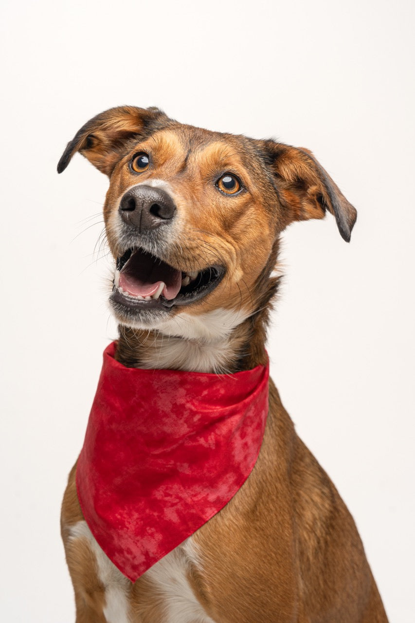 Red Tie-Dye Dog Bandana | 100% Cotton Blank | One Size