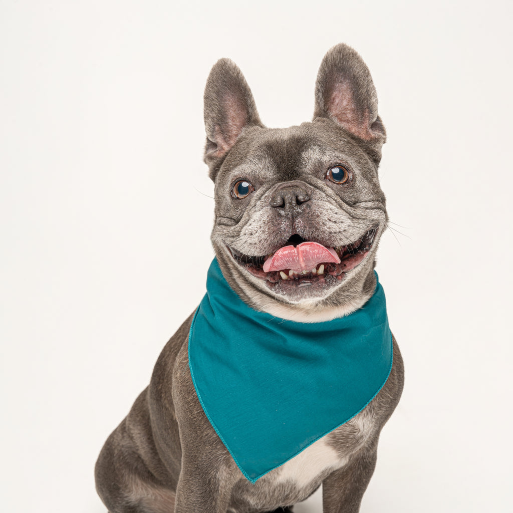 Teal Dog Bandana | 100% Cotton Blank | One Size