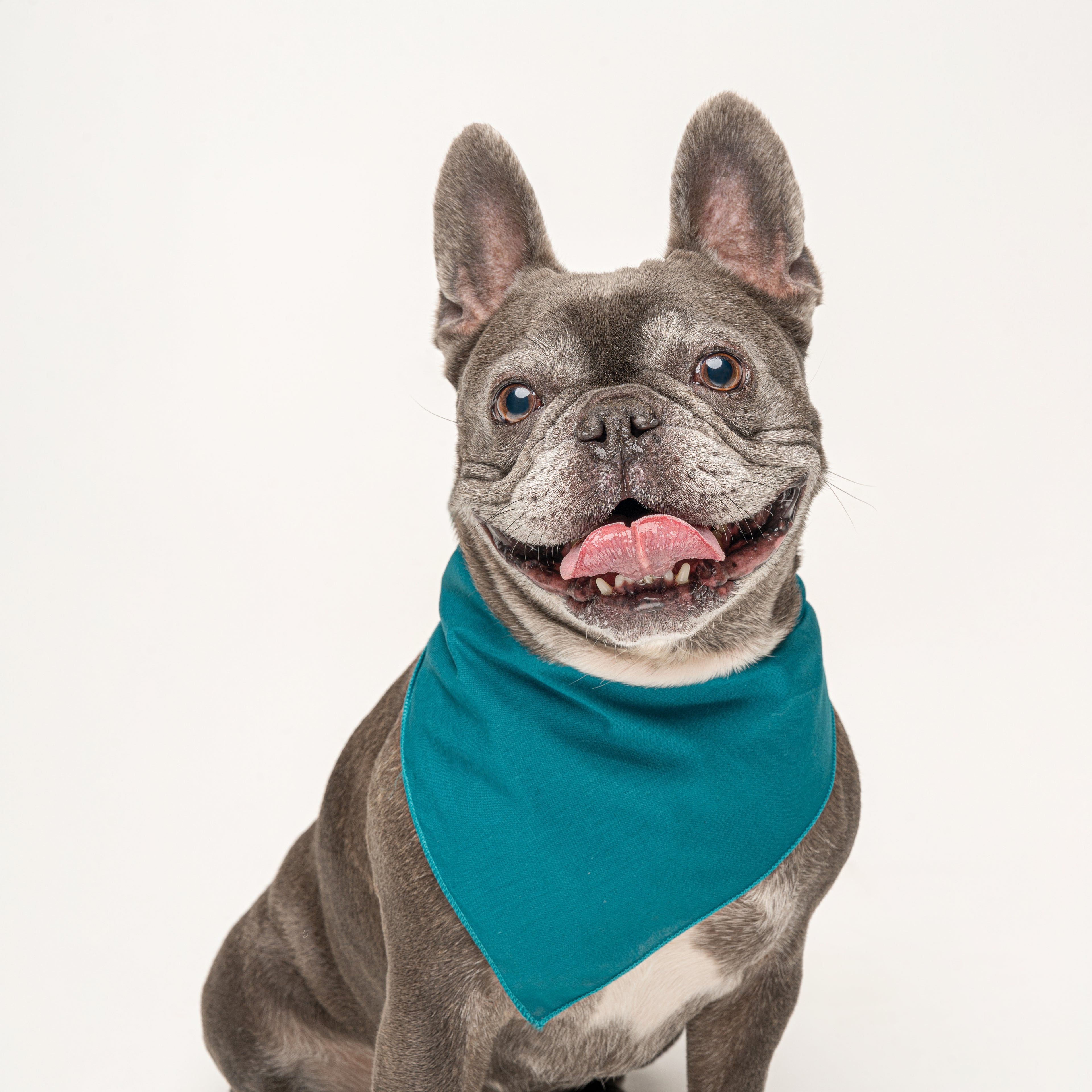 Teal Dog Bandana | 100% Cotton Blank | One Size