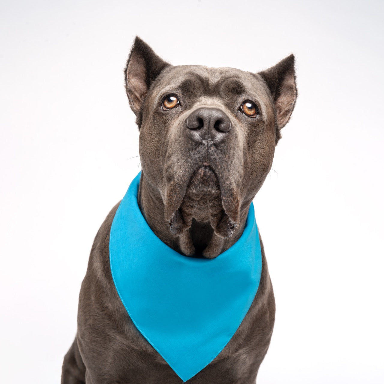 Turquoise Dog Bandana | 100% Cotton Blank | XS & One Size