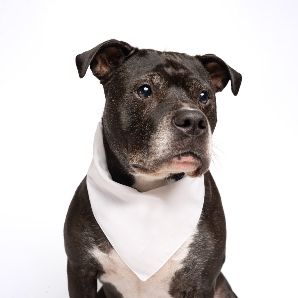 White Dog Bandana | 100% Cotton Blank | XS & One Size