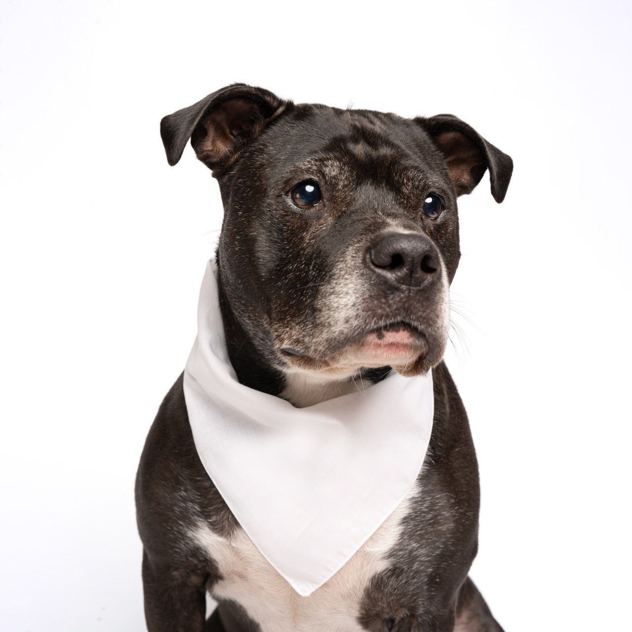 White Dog Bandana | 100% Cotton Blank | XS & One Size