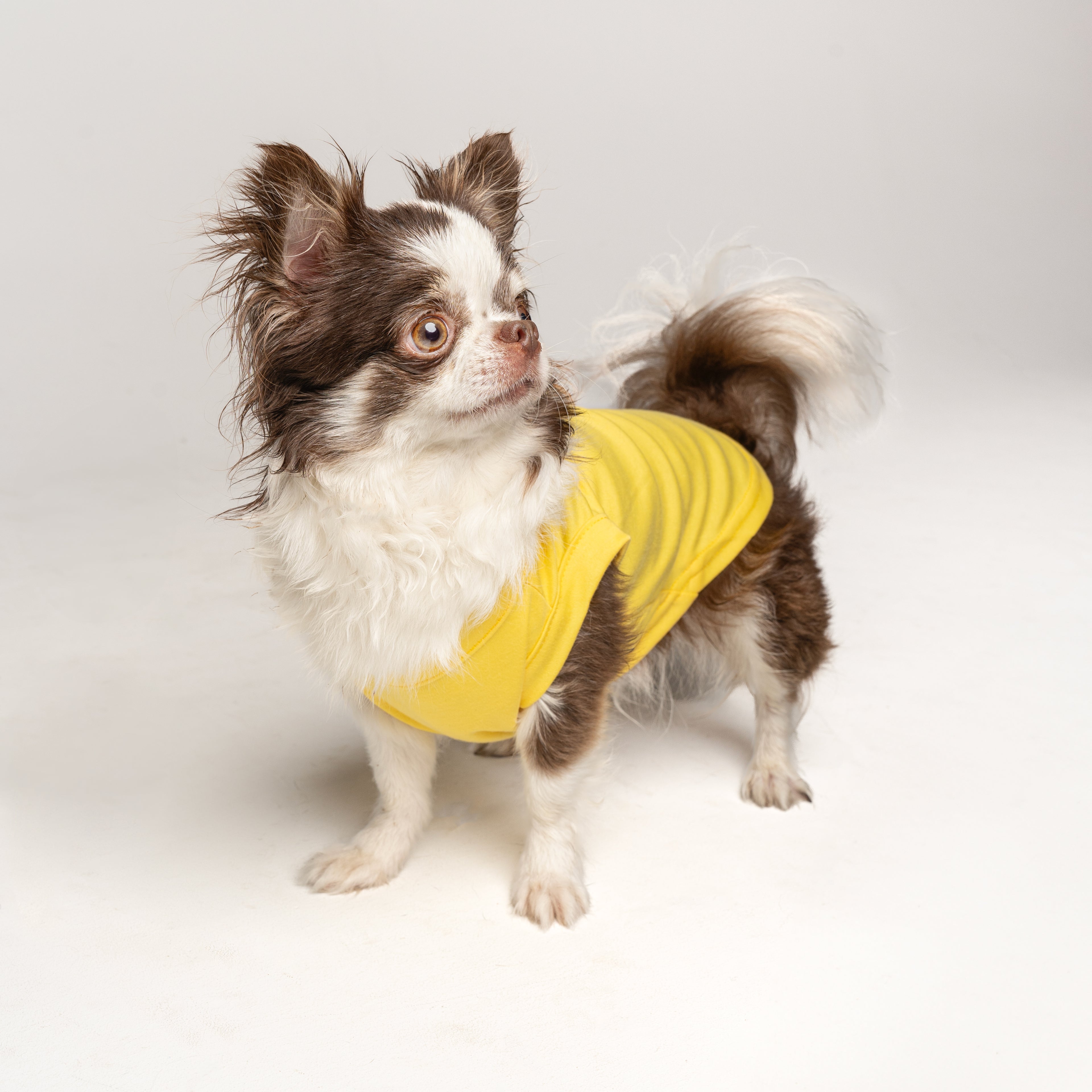 Yellow Dog Tee Shirt | 100% Cotton Blank | XS-6XL